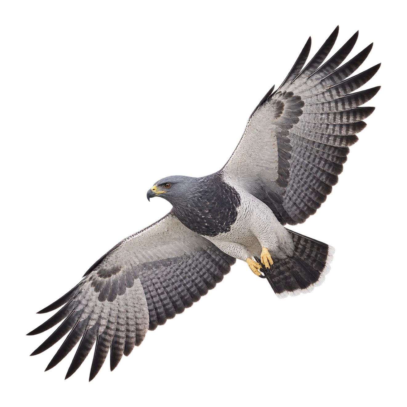 Aguja – Altvogel