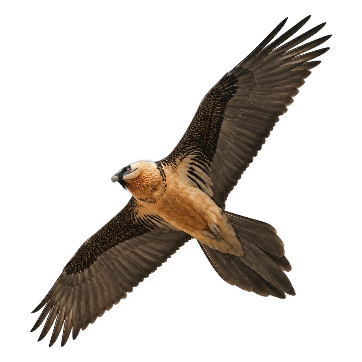 Bartgeier – Altvogel, Gefiederfärbung Rostorange