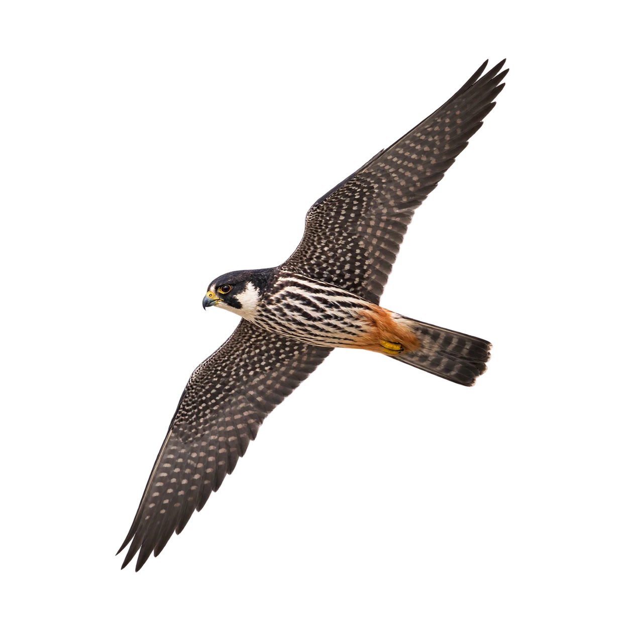 Baumfalke – Altvogel