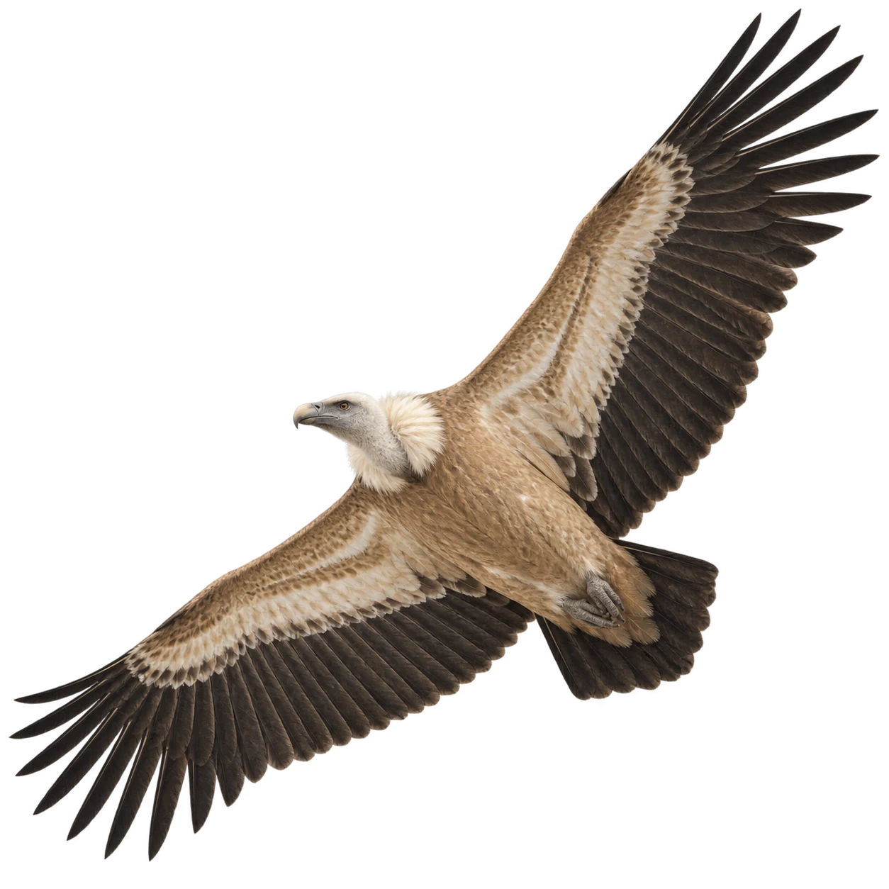 Gänsegeier – Altvogel