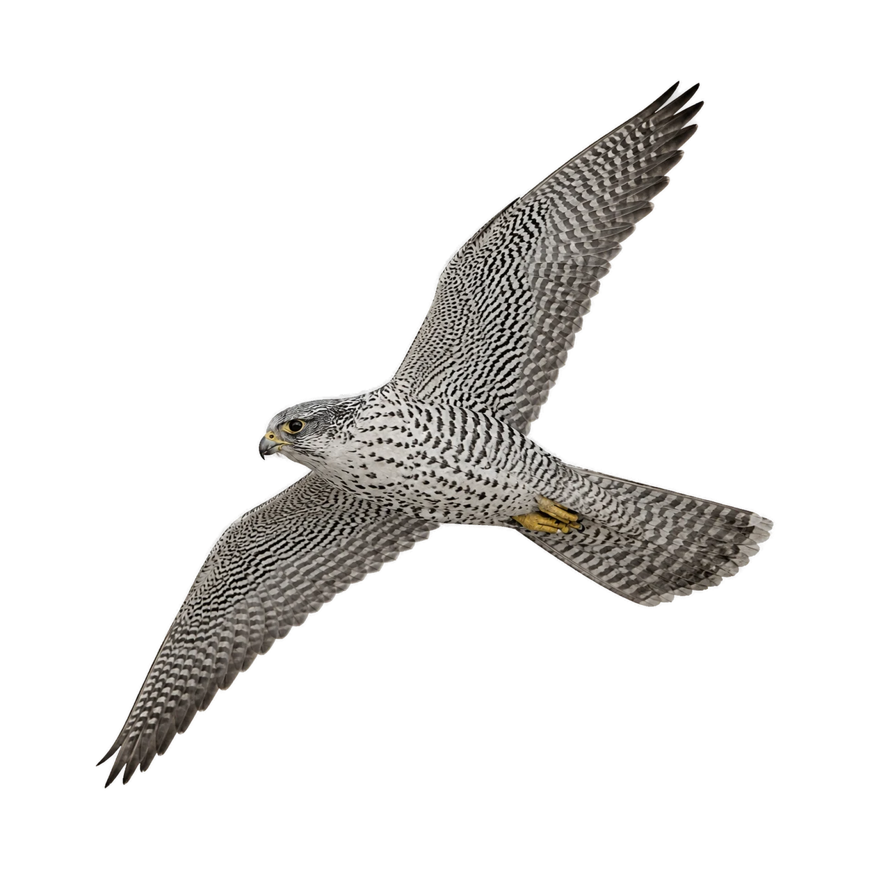 Gerfalke – Altvogel, Morphe Grau