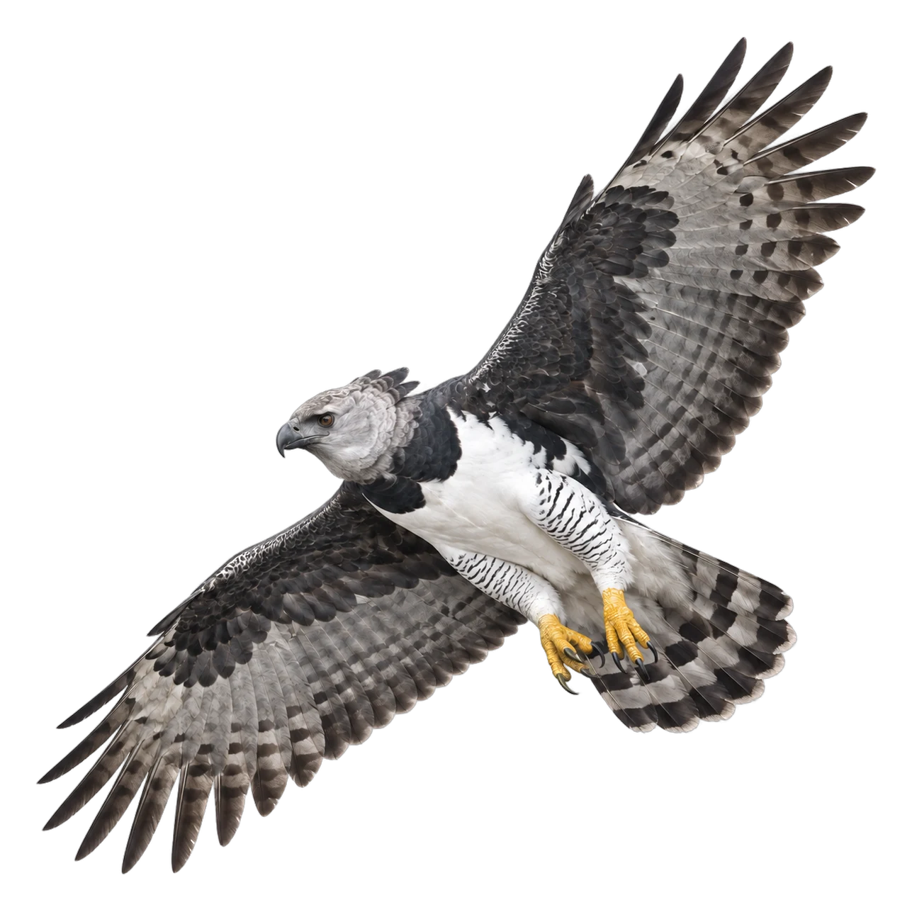 Harpyie – Altvogel