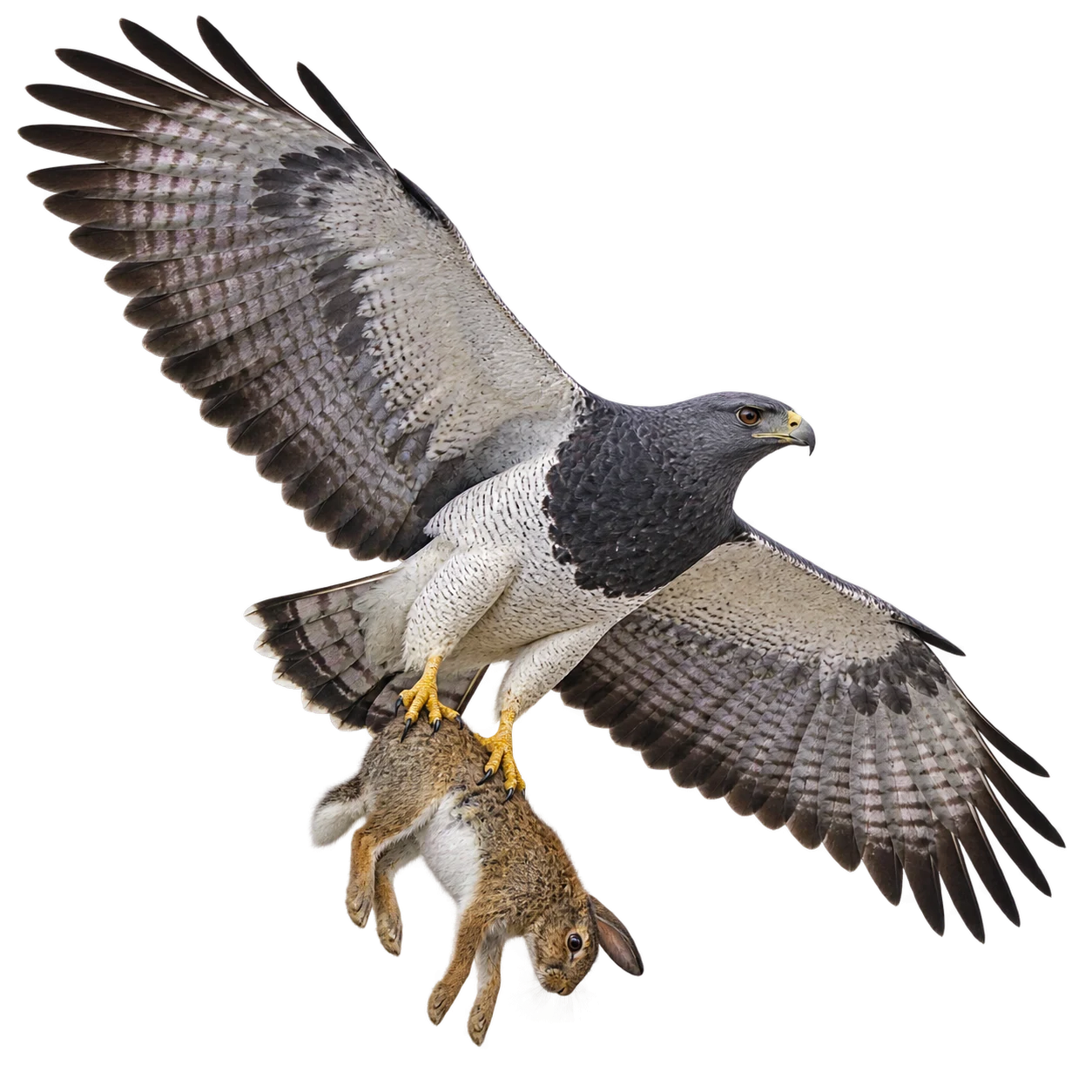 Aguja: Suchflug · Aassuche
