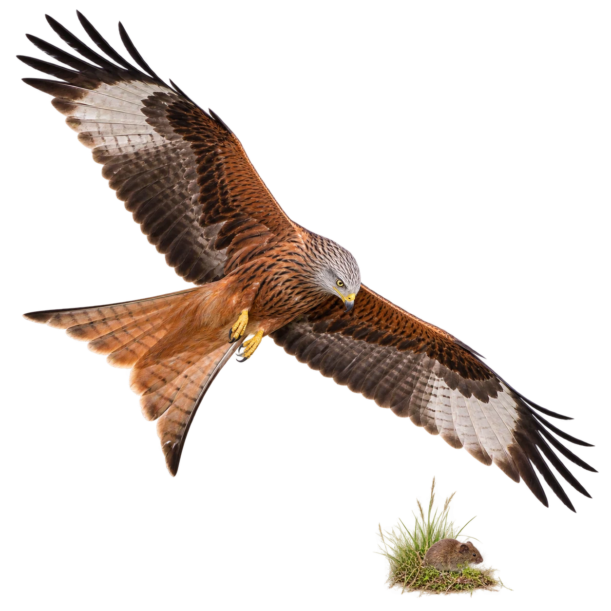 Rotmilan: Suchflug · Aassuche