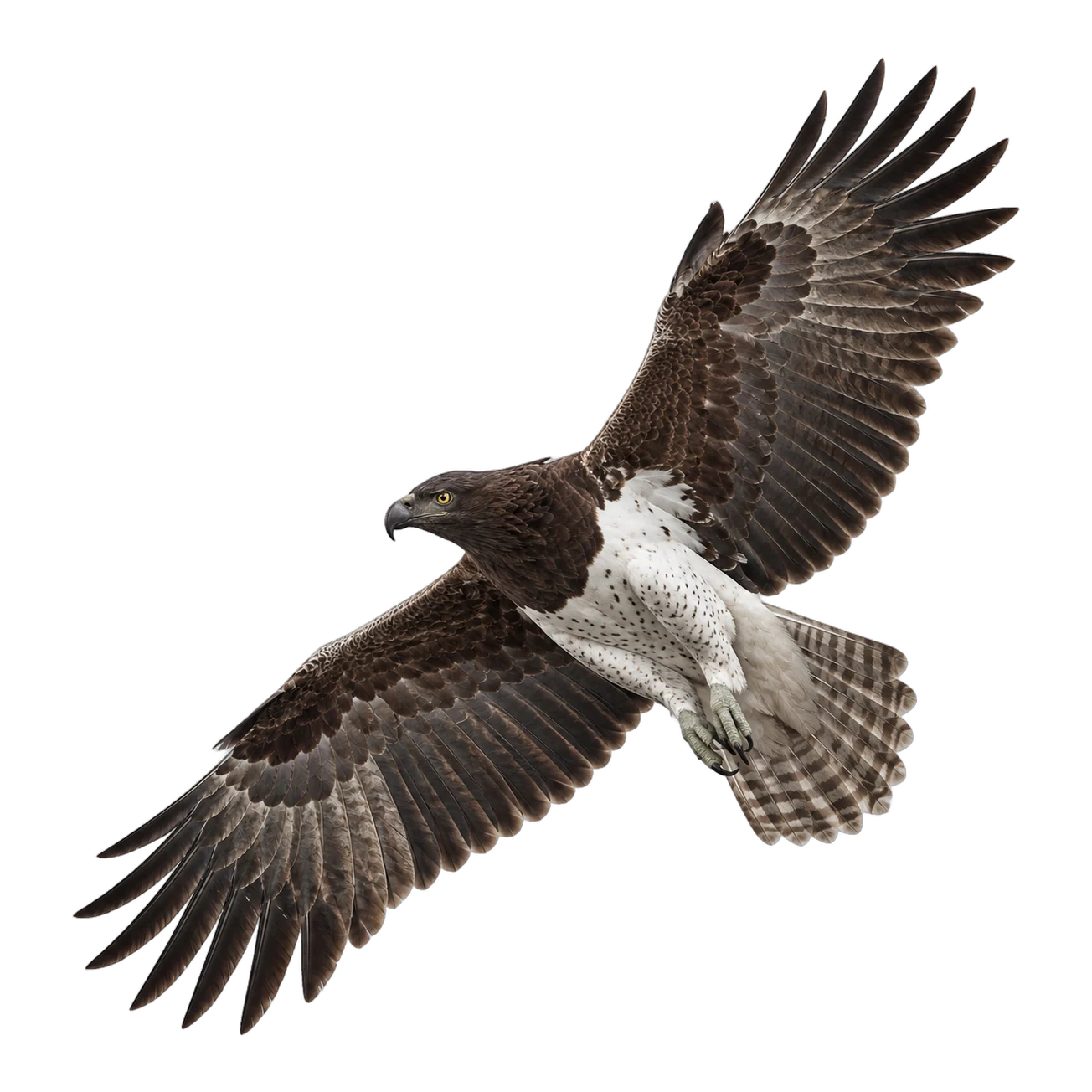 Kampfadler – Altvogel