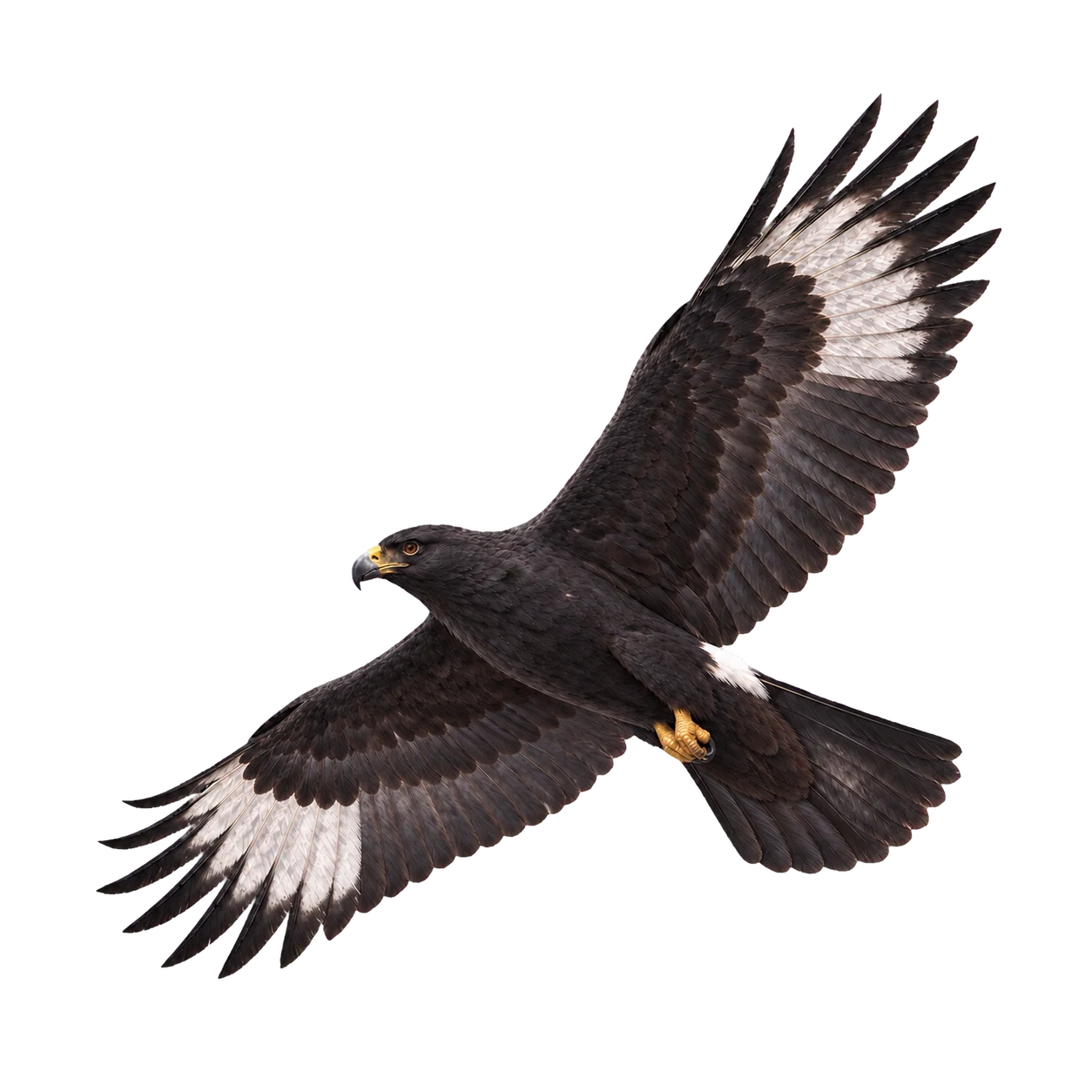 Klippenadler – Altvogel