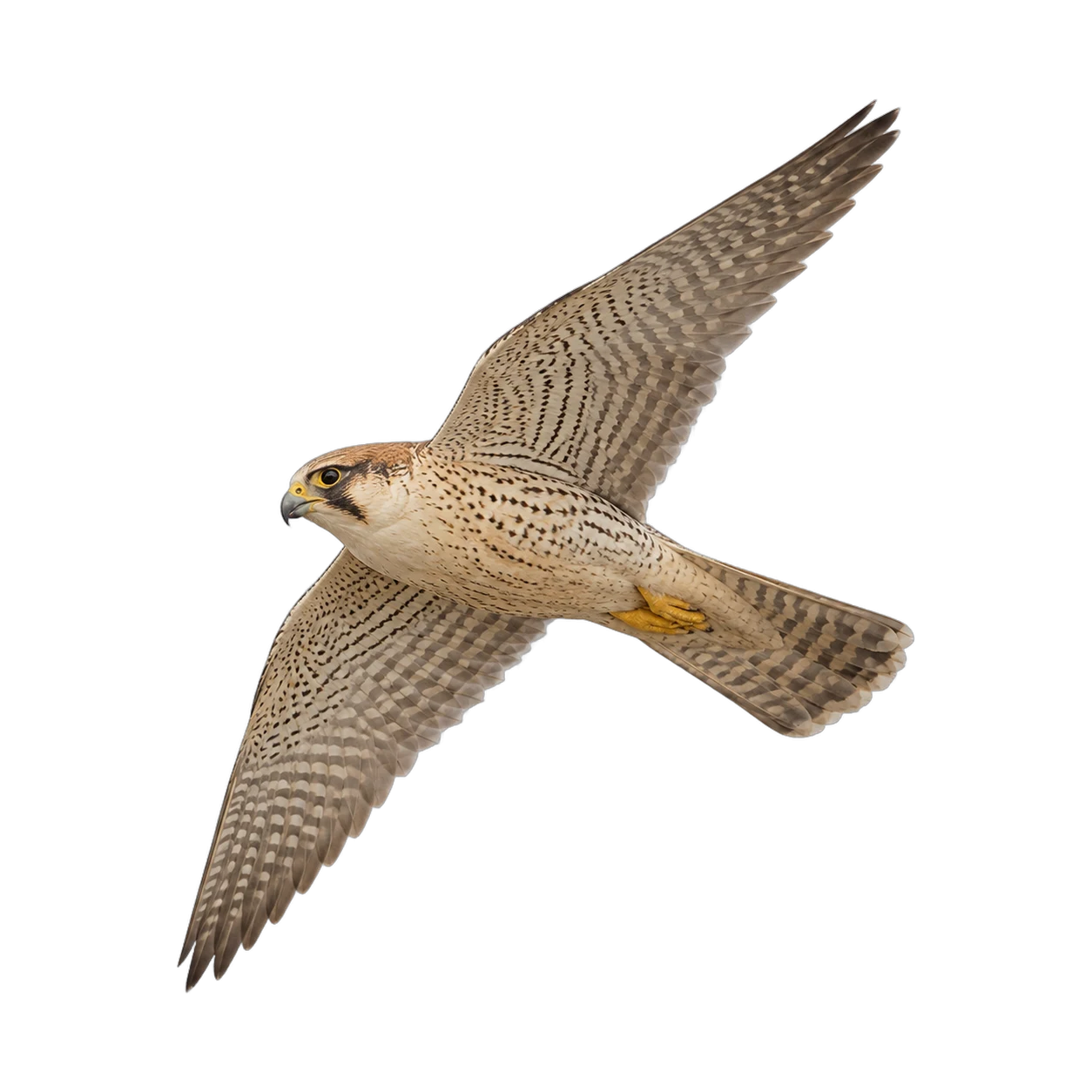 Lannerfalke – Altvogel