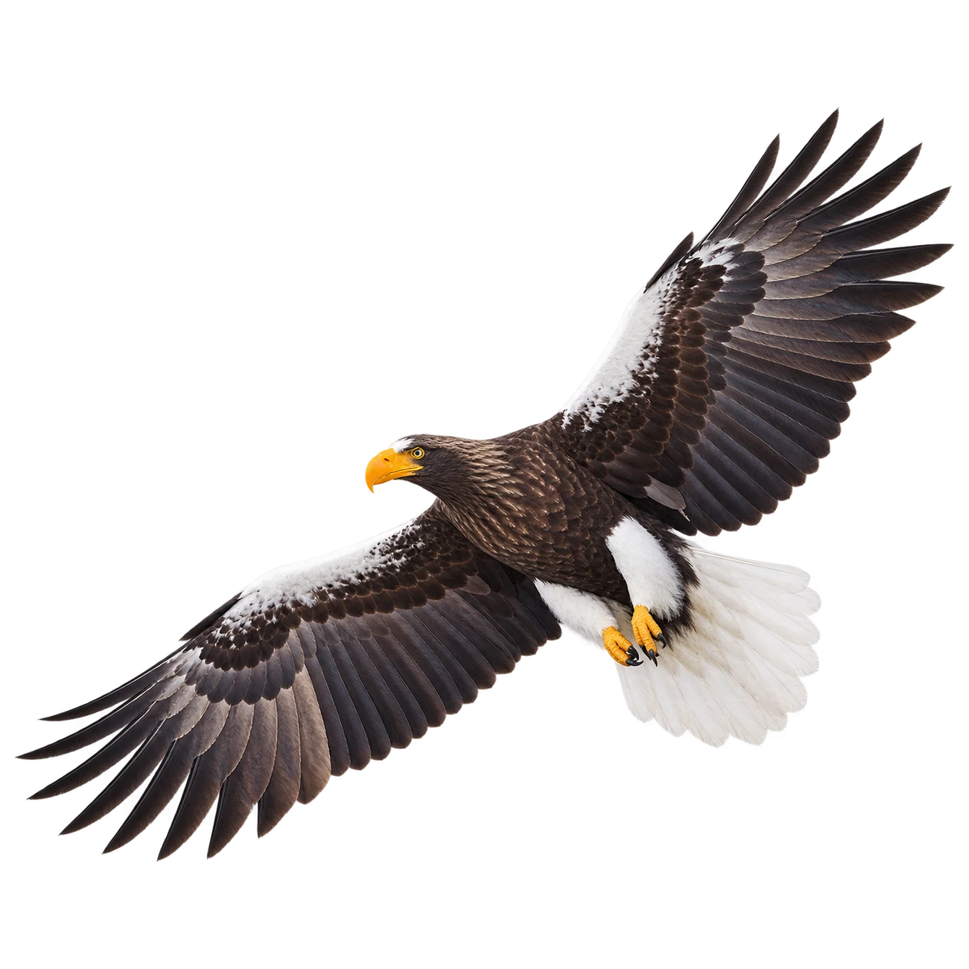 Riesenseeadler – Altvogel