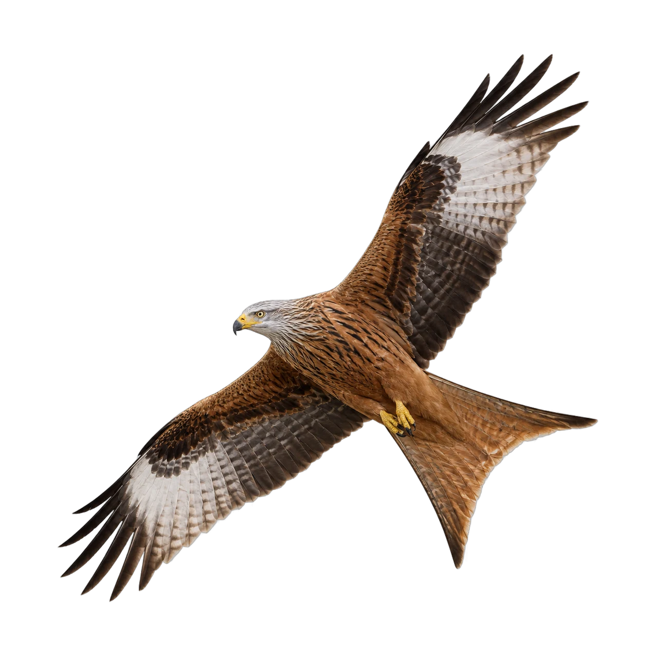 Rotmilan – Altvogel