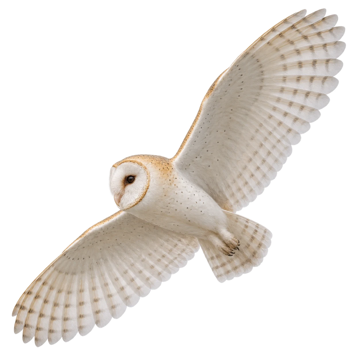 Schleiereule – Altvogel