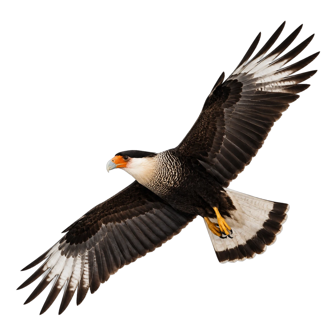 Schopfkarakara – Altvogel