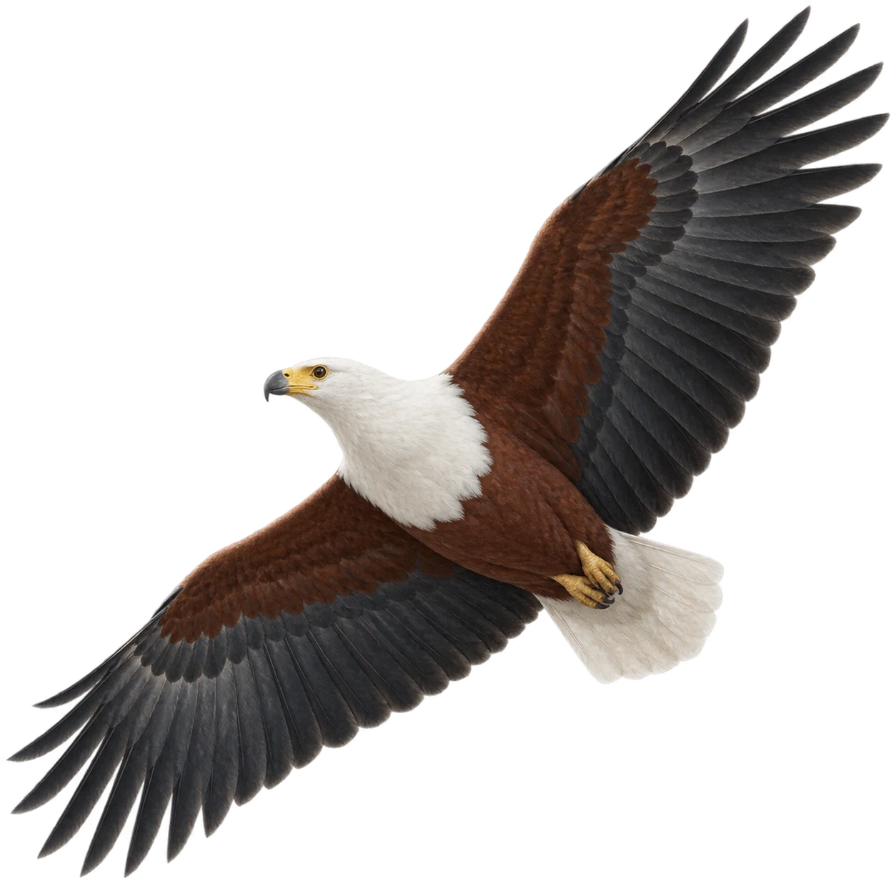 Schreiseeadler – Altvogel