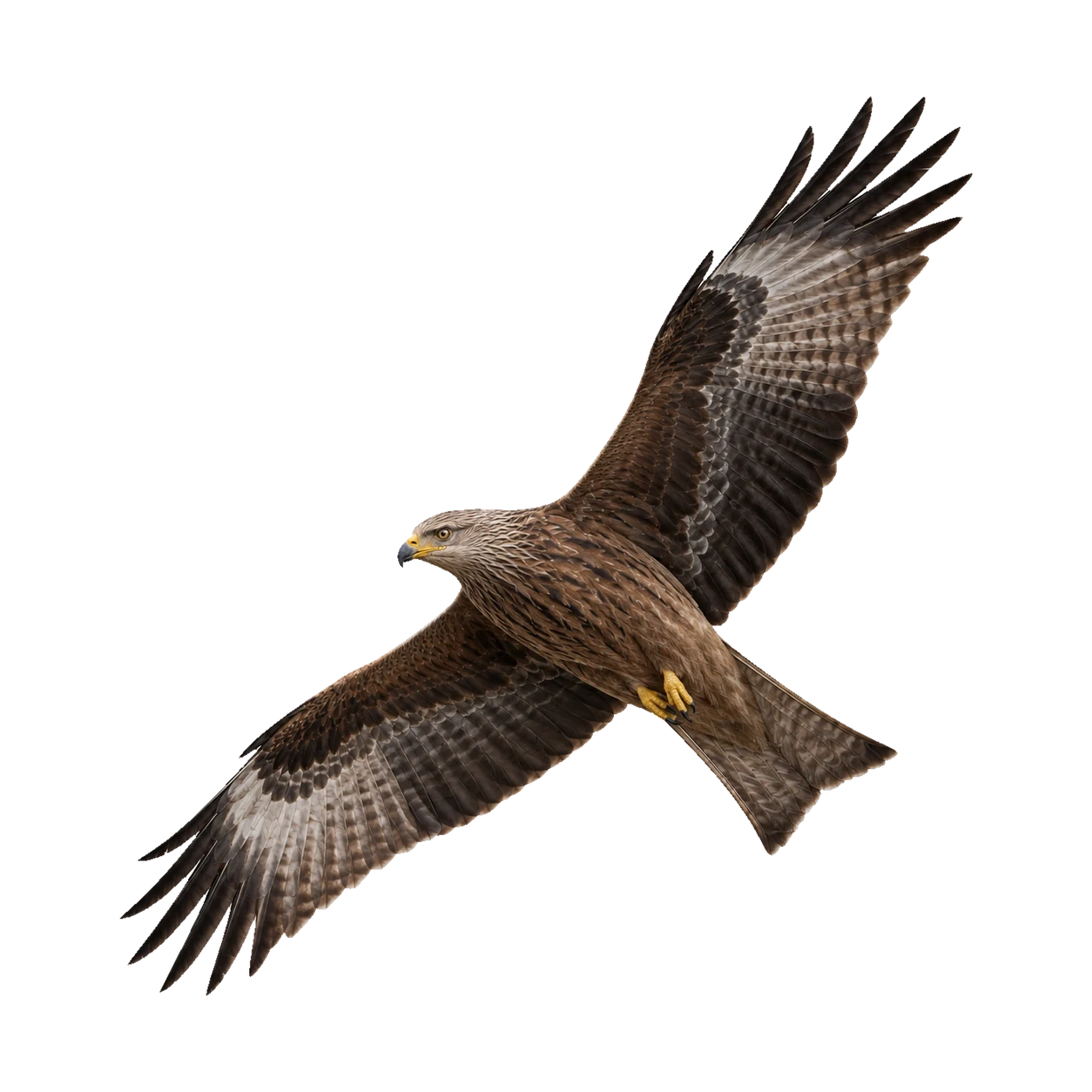 Schwarzmilan – Altvogel