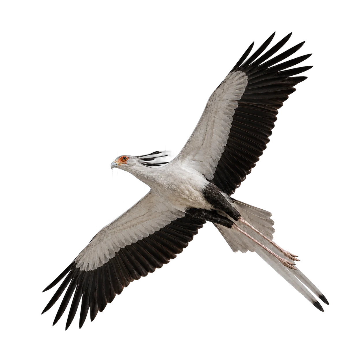 Sekretär – Altvogel