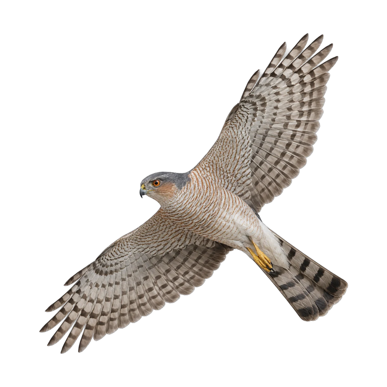 Sperber – Männchen