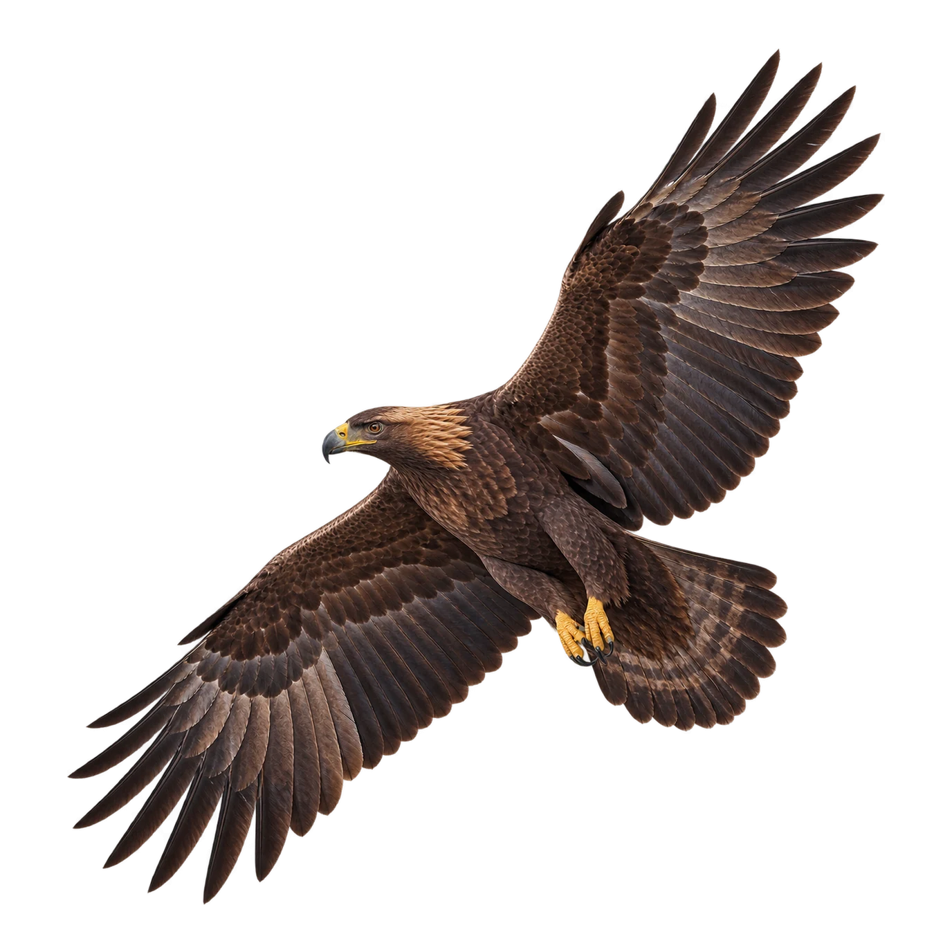Steinadler – Altvogel