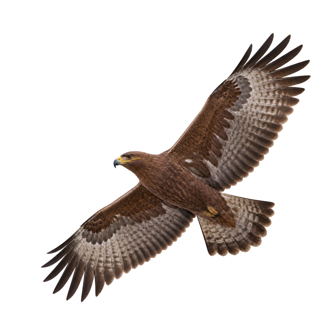 Steppenadler – Altvogel