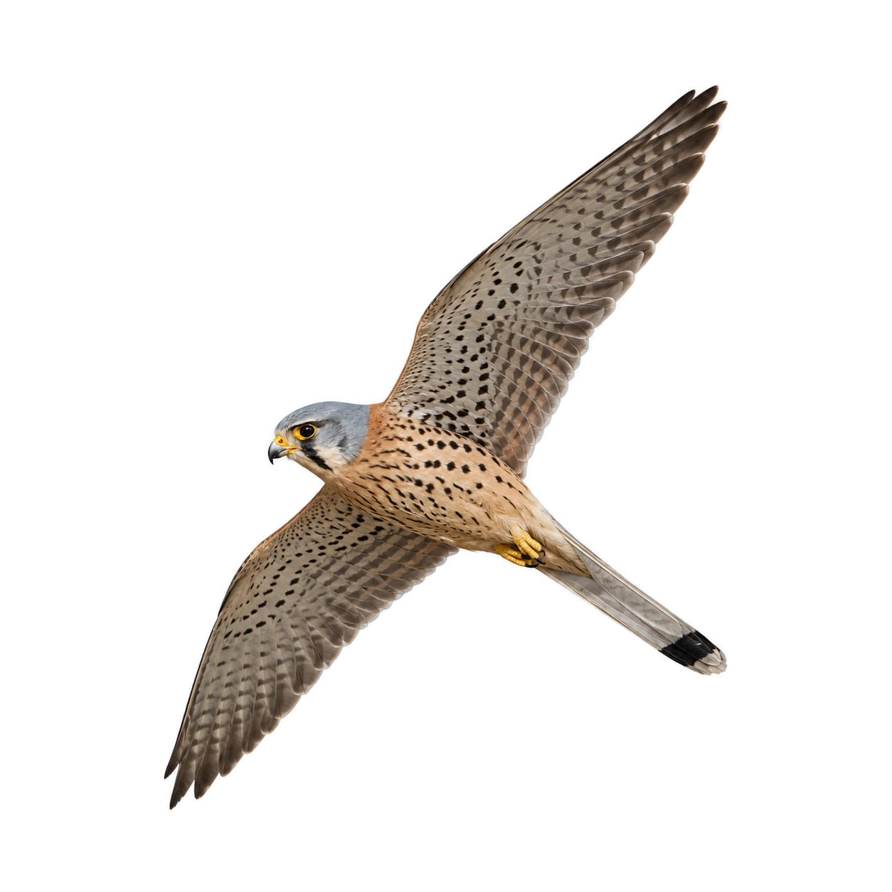 Turmfalke – Männchen