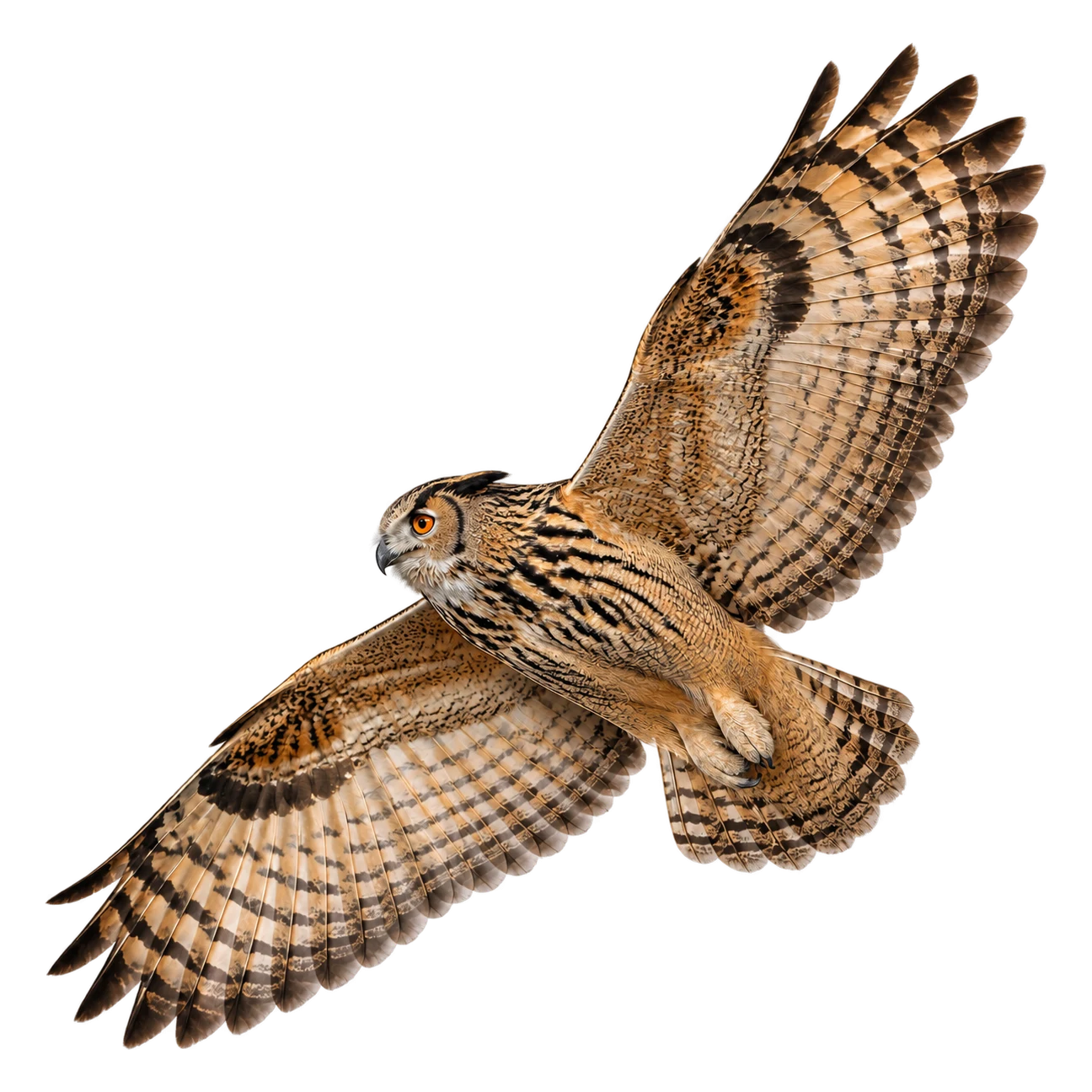 Uhu – Altvogel