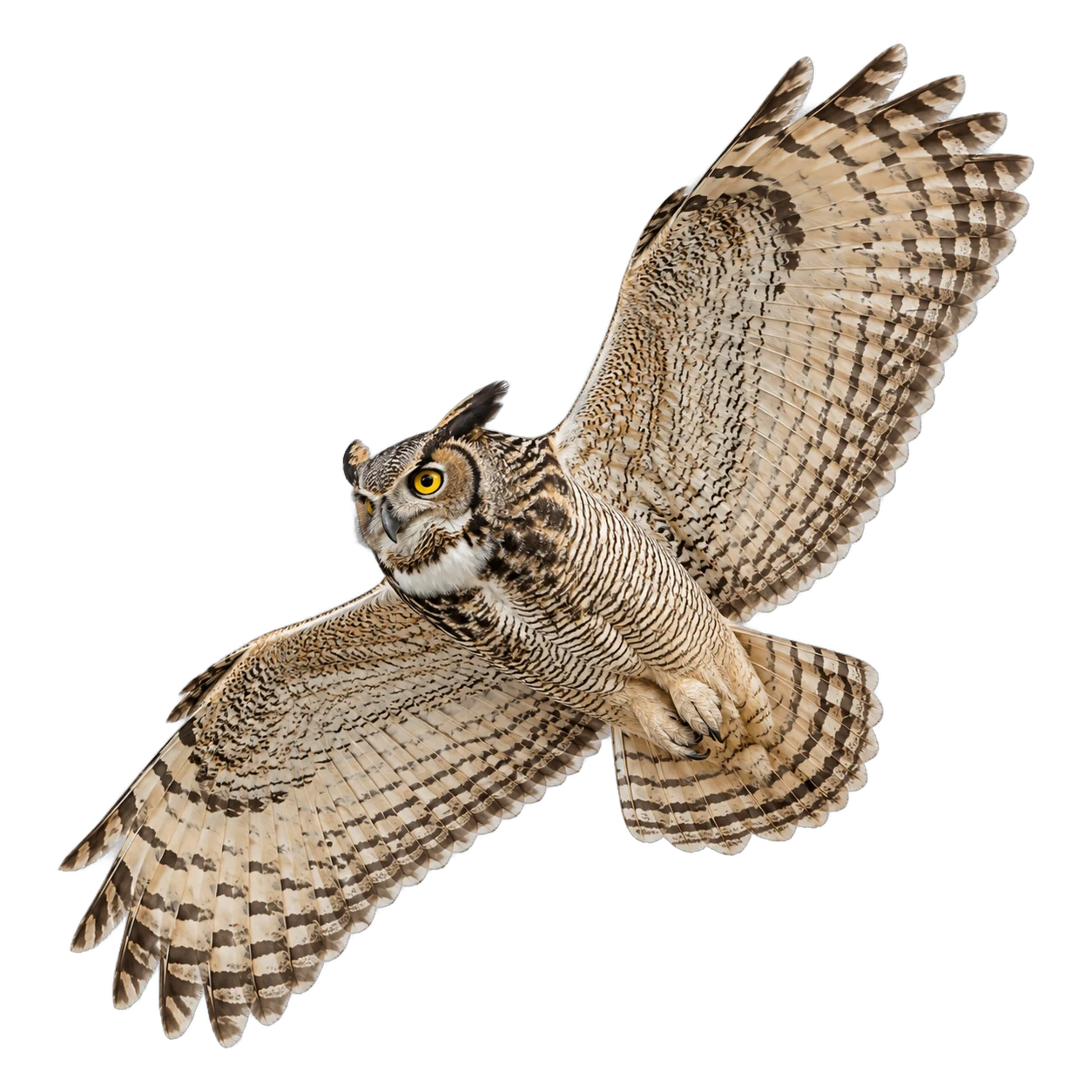 Virginia-Uhu – Altvogel