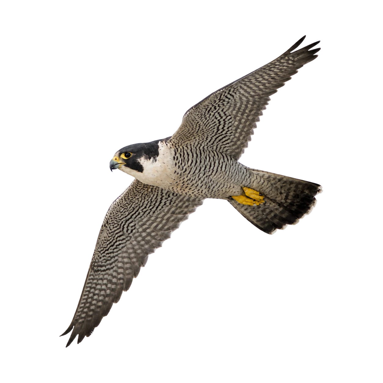Wanderfalke – Altvogel