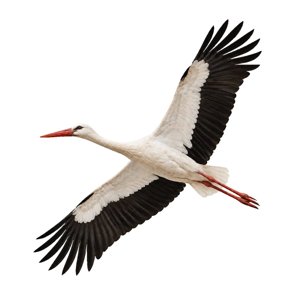 Weißstorch – Altvogel