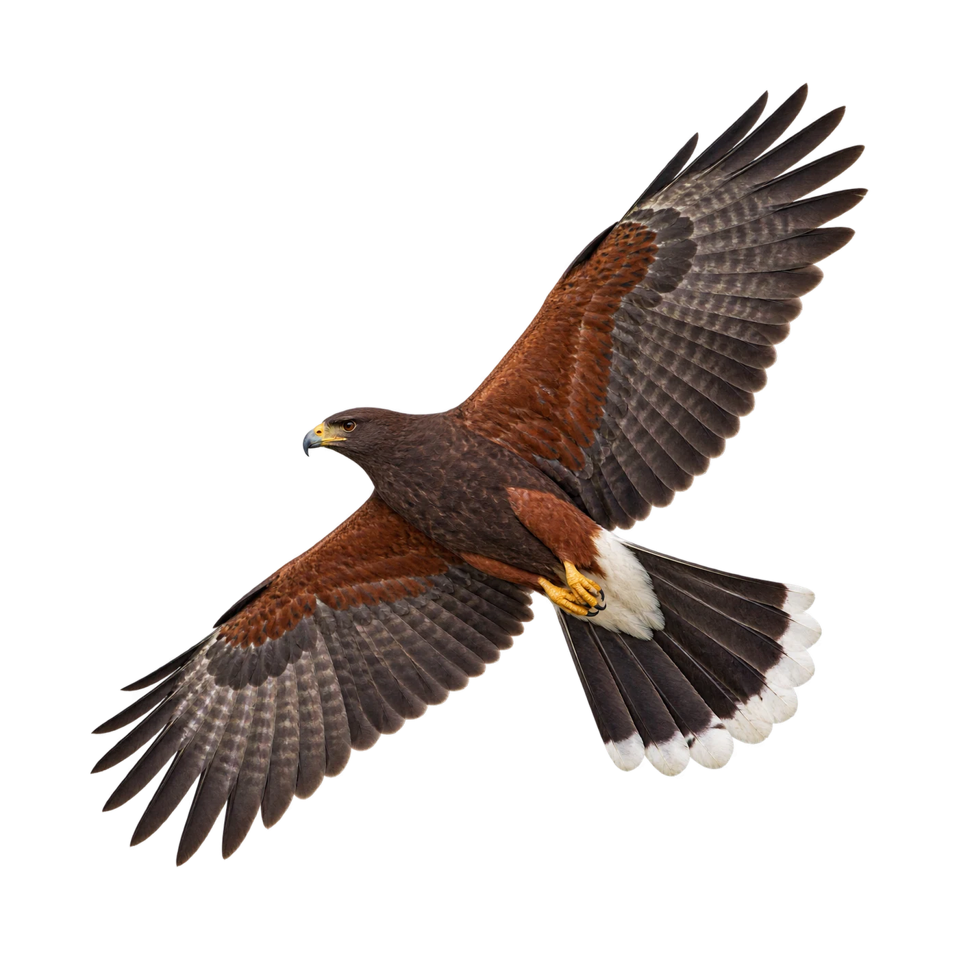 Wüstenbussard – Altvogel